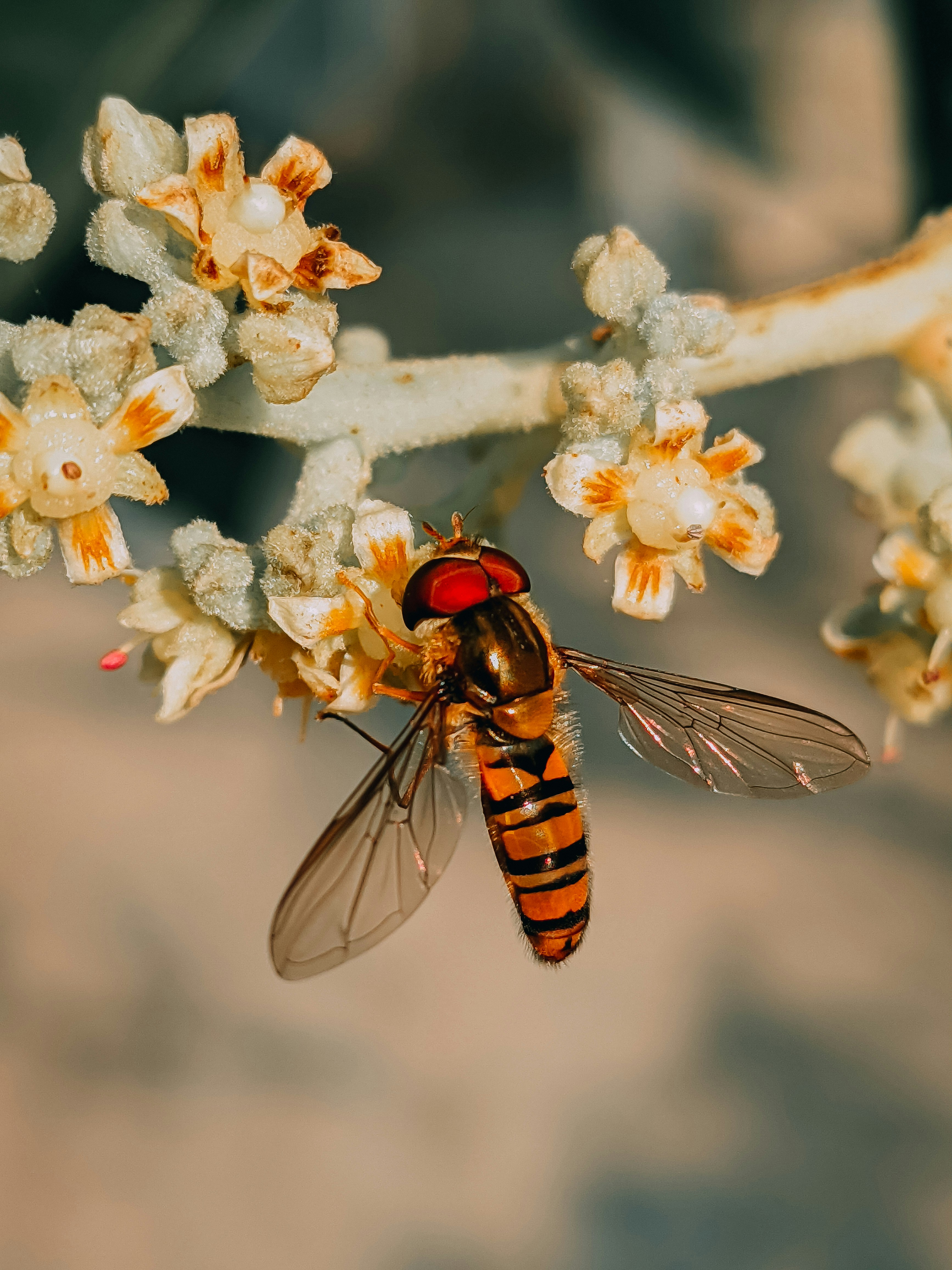 Organic honey extraction process